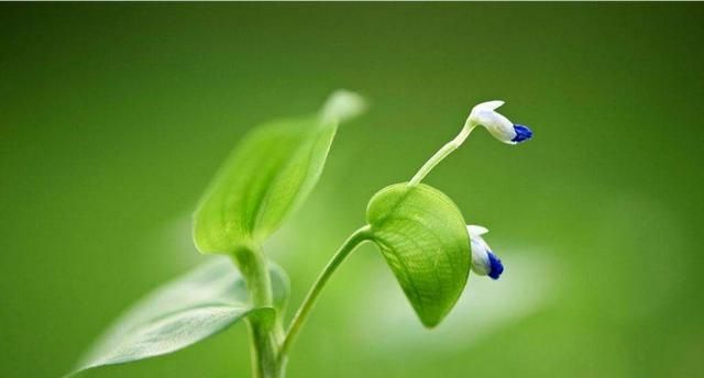 植物鸭拓草有什么作用?应该怎么养护呢图6