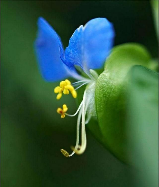 植物鸭拓草有什么作用?应该怎么养护呢图8