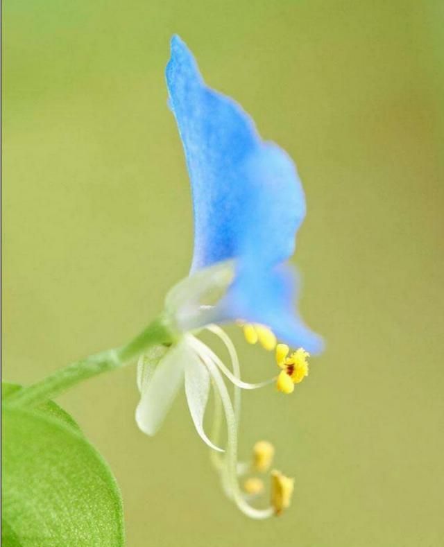 植物鸭拓草有什么作用?应该怎么养护呢图9