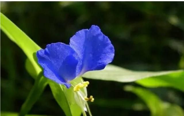 植物鸭拓草有什么作用?应该怎么养护呢图12