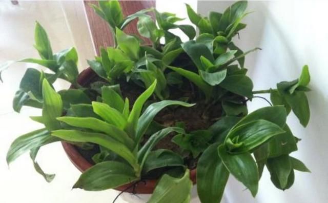植物鸭拓草有什么作用?应该怎么养护呢图20