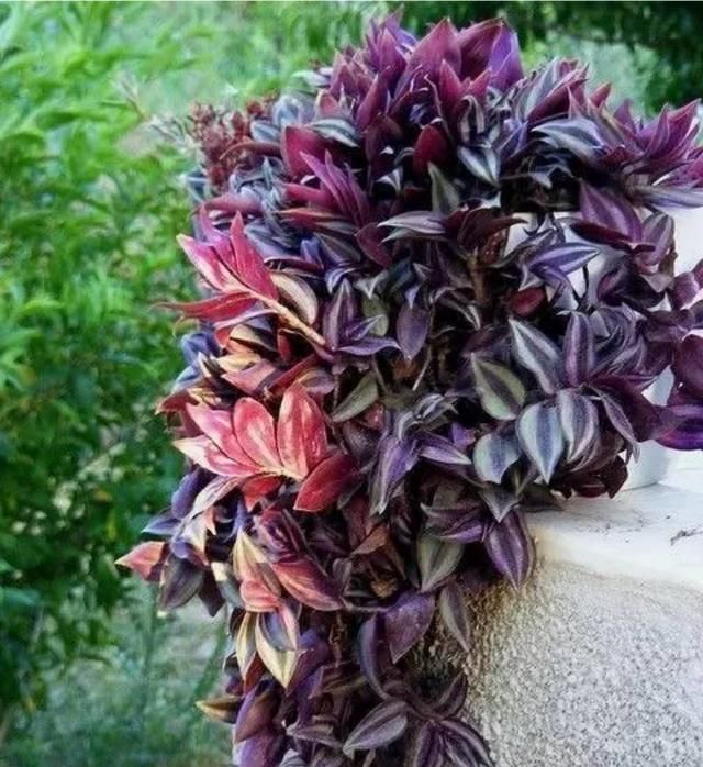 植物鸭拓草有什么作用?应该怎么养护呢图24