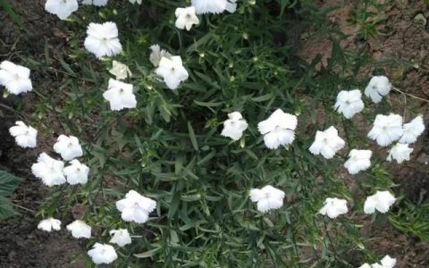 石竹如何养护能长期开花(石竹地栽养护)
