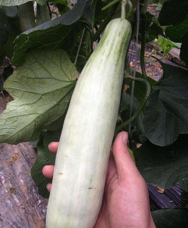 羊角蜜甜瓜，一个号称最早上市的甜瓜