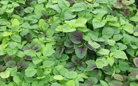吃野苋菜有什么好处及坏处(野苋菜和苋菜功效一样吗)