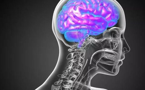 左脑右脑和大脑小脑有什么区别