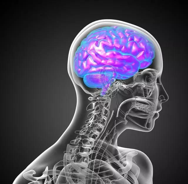 科普：大脑和小脑的区别，右脑的功能较左脑看起来更“高端”？
