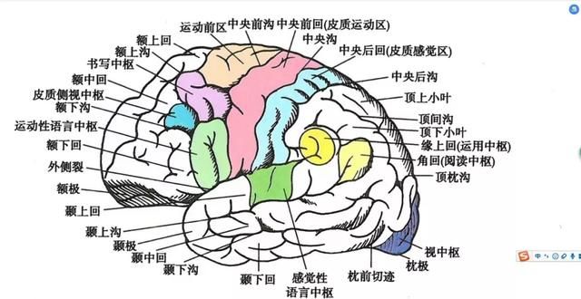 科普：大脑和小脑的区别，右脑的功能较左脑看起来更“高端”？