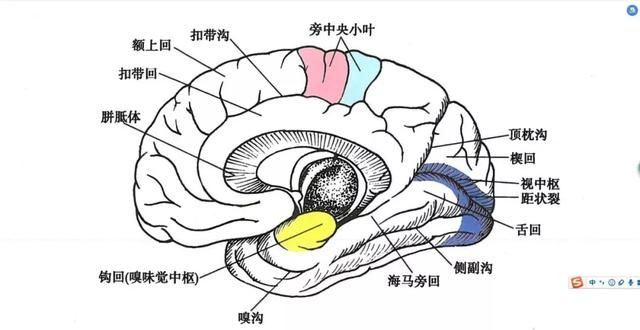 科普：大脑和小脑的区别，右脑的功能较左脑看起来更“高端”？