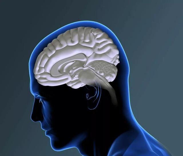 科普：大脑和小脑的区别，右脑的功能较左脑看起来更“高端”？