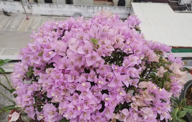 有种三角梅叫“苹果花”，颜值高、花量大、花期长，阳台也能养