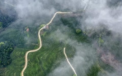 陕西产茶的地方在哪里