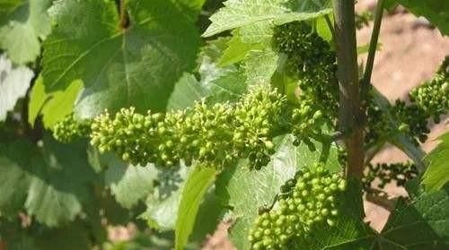 葡萄豆粒大怎样保果(怎样才能葡萄果粒大)图5