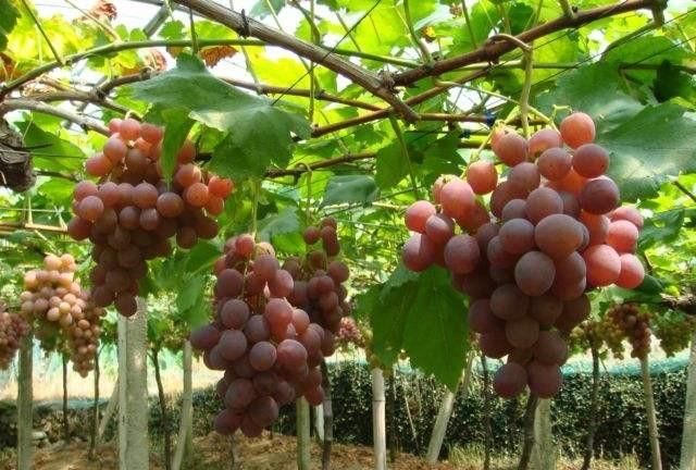 葡萄豆粒大怎样保果(怎样才能葡萄果粒大)图6