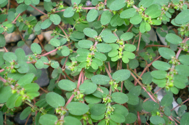 农村1种植物，人称奶浆草，根茎泛红有白液，价值很高