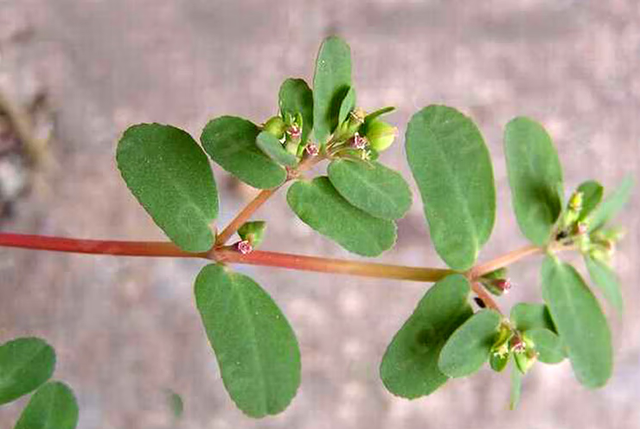 农村1种植物，人称奶浆草，根茎泛红有白液，价值很高