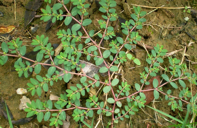 农村1种植物，人称奶浆草，根茎泛红有白液，价值很高