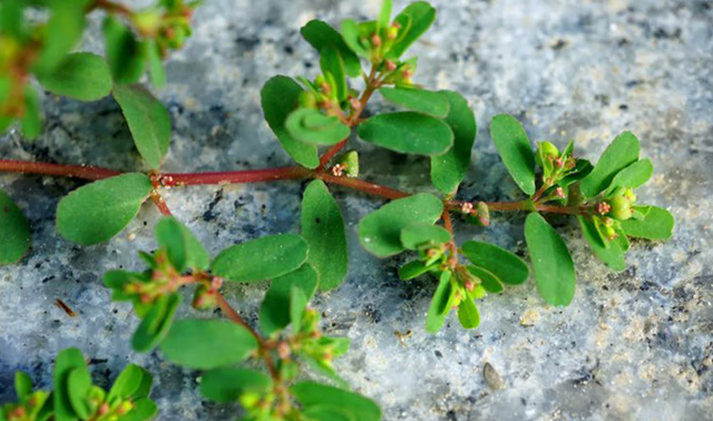 农村1种植物，人称奶浆草，根茎泛红有白液，价值很高