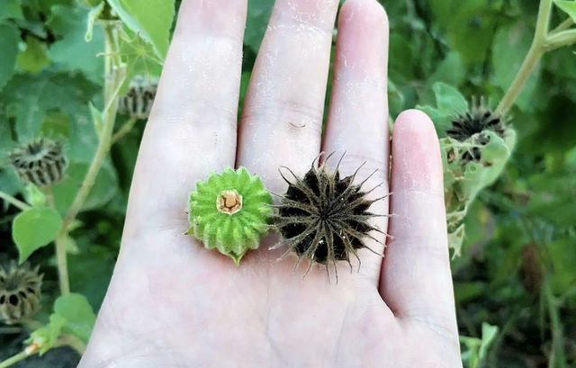 1种野草人称“青麻”，以往被拿去当柴烧，如今用途广，珍贵