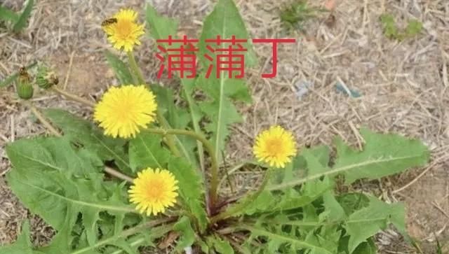 蒲蒲丁有什么作用(中药材婆婆丁有什么功效)图1