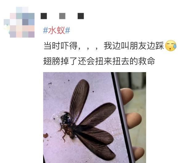 水蚁出没请注意！三招教你对付水蚁群