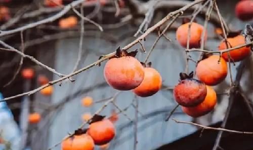 柿子大量上市 好吃也别贪嘴