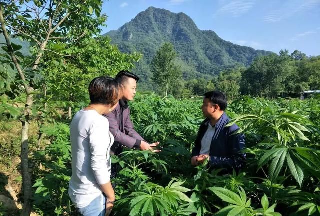 如何看待工业大麻图2