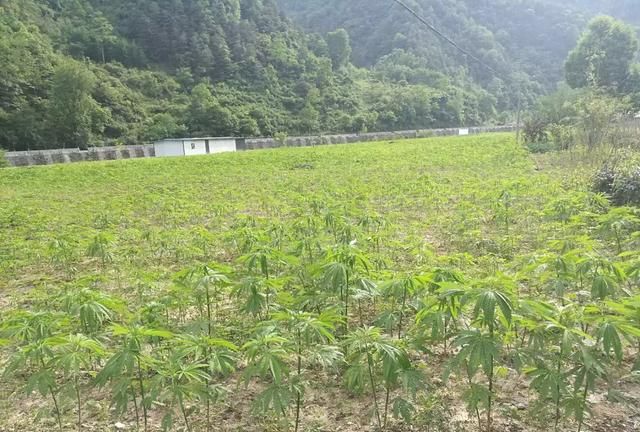 如何看待工业大麻图4