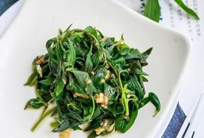 扫帚菜怎么晾晒,怎么采摘扫帚菜图2