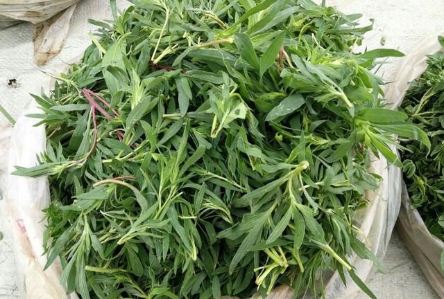 扫帚菜怎么晾晒,怎么采摘扫帚菜图6