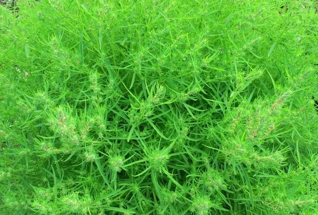 扫帚菜怎么晾晒,怎么采摘扫帚菜图7