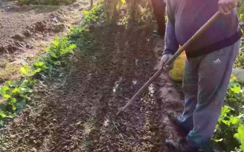 白菜地里可以套种油菜吗?怎样套种更合适呢