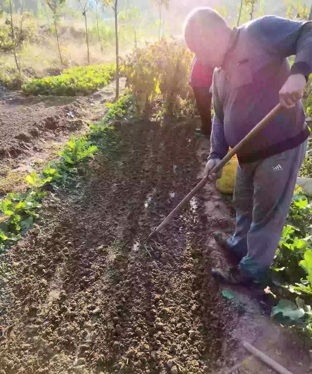 白菜地里可以套种油菜吗?怎样套种更合适呢图1