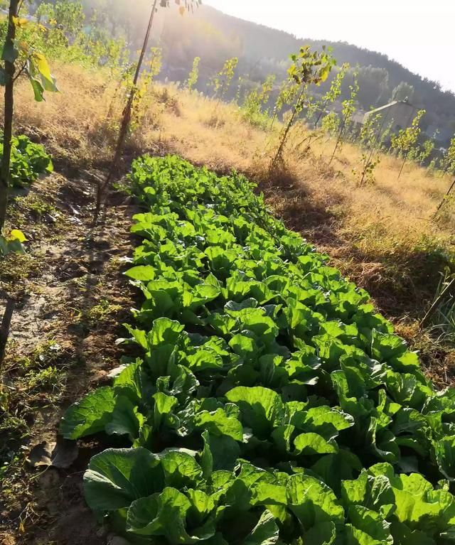 白菜地里可以套种油菜吗?怎样套种更合适呢图4