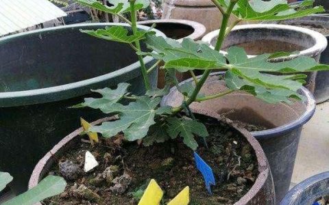 无花果水缸种植技术