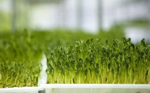 芽菜做什么菜最好吃,春季哪种芽菜好吃