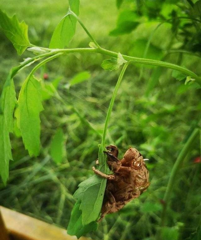 身边的中药｜蝉蜕