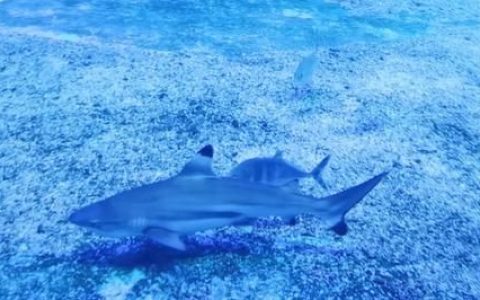 喝汤和吃肉到底哪个更有营养?,术后吃什么肉最补