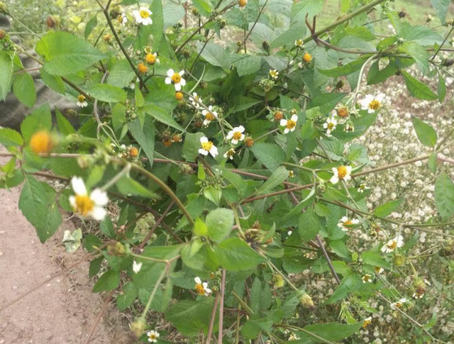 农村1种植物，人称鬼针草，民间常拿它来泡水喝，价值极高！