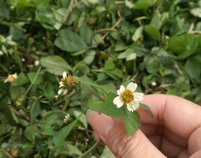 农村1种植物，人称鬼针草，民间常拿它来泡水喝，价值极高！