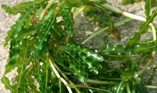 小龙虾养殖水草作用是什么图2