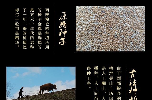 穿越8000年，从“狗尾巴草”到“救命粮”的黄小米，陕北人的骄傲