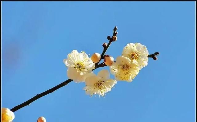 漂亮的白梅花，竟然有个好听的中药名“绿萼梅”