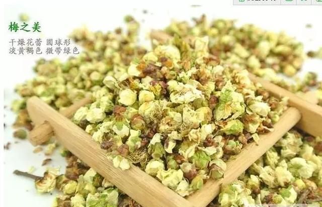 漂亮的白梅花，竟然有个好听的中药名“绿萼梅”