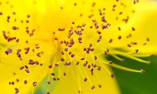 蜂花粉——历史上唯一女皇的养生秘诀