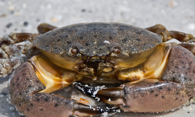 12种螃蟹的辨别图片，带你认识不同的螃蟹和吃法，买螃蟹前看看