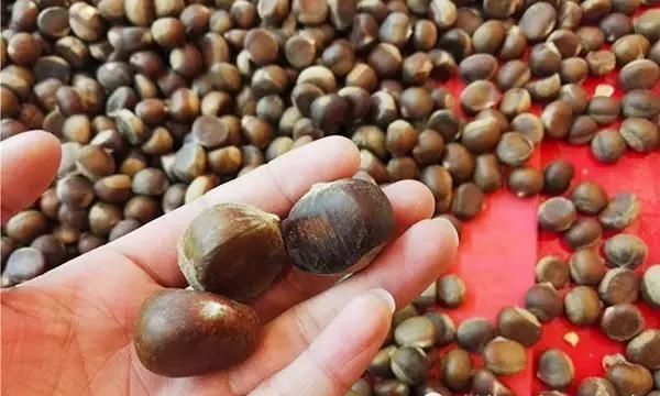 健脾安神的“四季神药” 几块钱就能买到 每家可备点