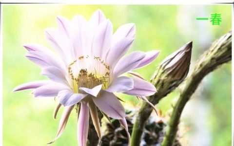 像昙花一样的花有哪些,仙人球花为什么和昙花一样