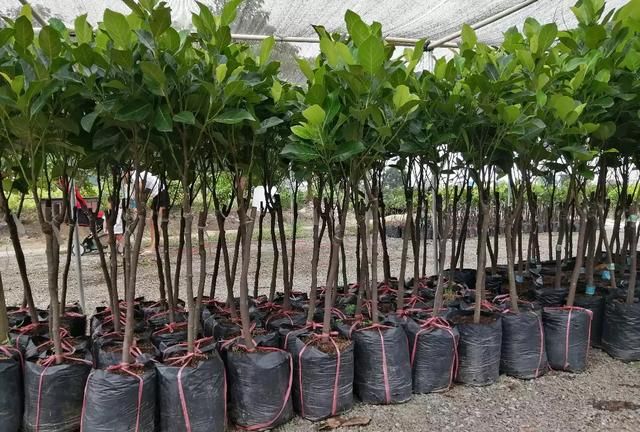 菠萝蜜该怎么种植方法,怎么种菠萝蜜树图13