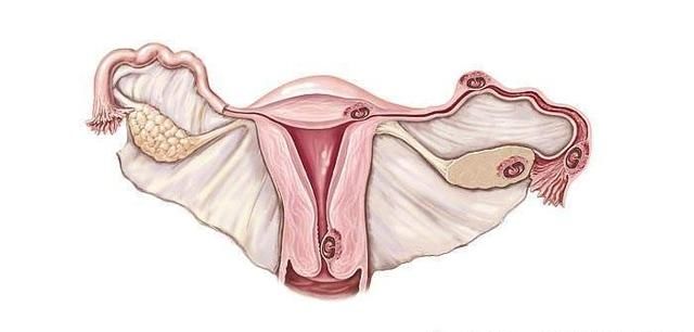 子宫内膜薄能做试管吗什图1